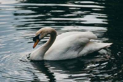 Swan swimming in lake