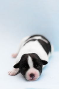 Close-up of puppy against white background