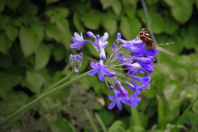 Close-up of butterfly pollinating on purple flower