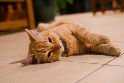 Close-up of cat sleeping on floor