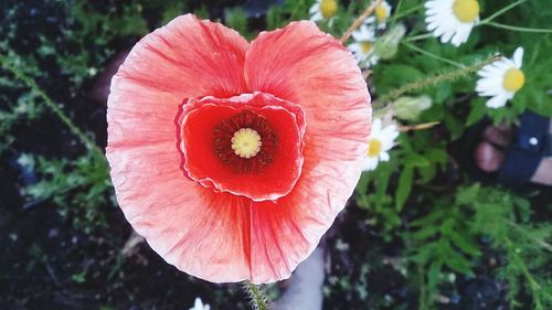 Close-up of red flowers