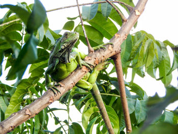 Low angle view of lizard on tree