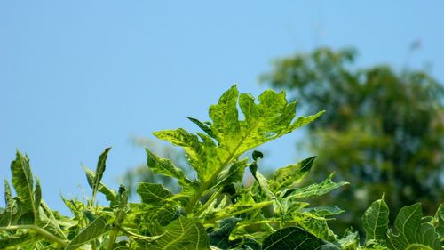 Close-up of plant against clear sky