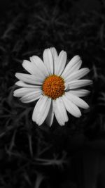 Close-up of white daisy