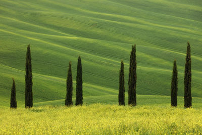 Scenic view of agricultural field
