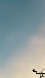 Low angle view of silhouette birds against sky during sunset