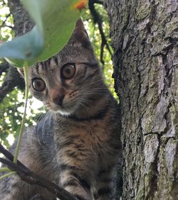 Close-up of cat