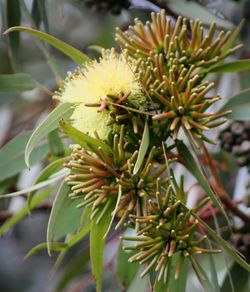 Close-up of flowers