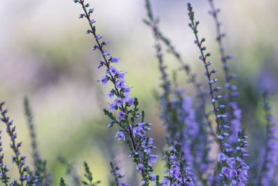 Close-up of purple flowering plant