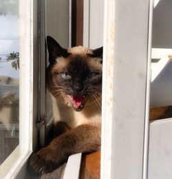 Portrait of a cat looking through window