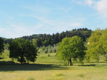 Trees on field against sky