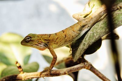 Close-up of a lizard on tree