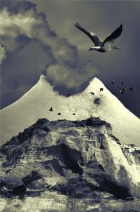 Low angle view of seagull flying