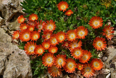 High angle view of orange flowering plants on field