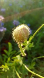 Close-up of dandelion against blurred background