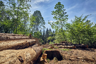 Stack of logs in forest against sky