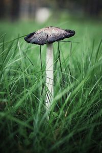 Close-up of mushroom in grass