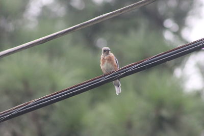 Close-up of bird perching on railing