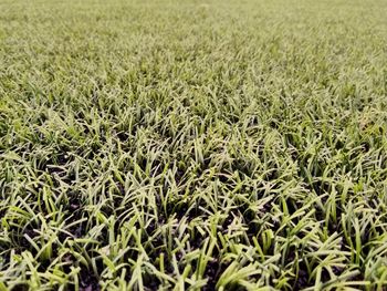 Full frame shot of corn field