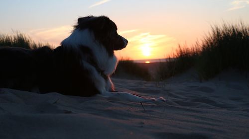 Close-up of dog against sky during sunset