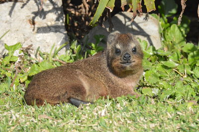 Portrait of an animal on field