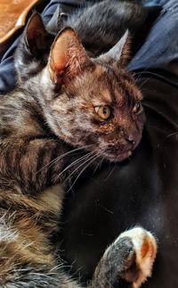 Close-up of a cat looking away