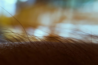 Extreme close-up of human hair