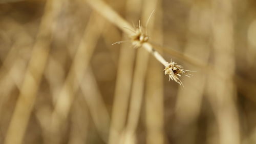 Close-up of wilted plant