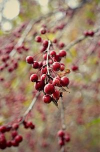 Close-up of berries growing on tree