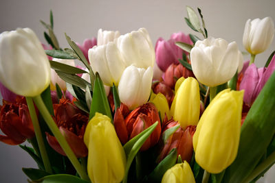 Close-up of white tulips