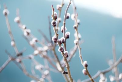 Close-up of pussy willow plant