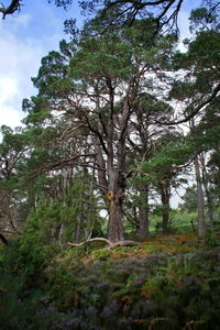 Low angle view of trees against sky