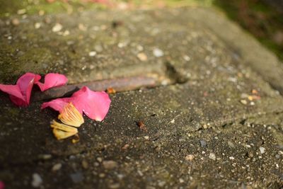 Close-up of fallen leaf on ground