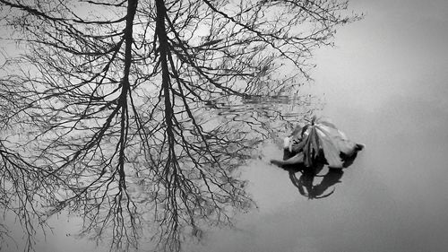 Low angle view of bare tree