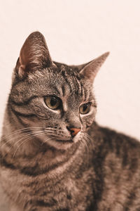 Close-up portrait of a cat looking away
