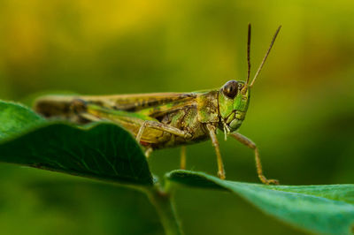 Close-up of insect on plant