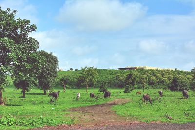 Cows grazing on field against sky