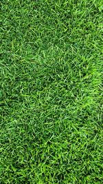 Full frame shot of fresh green field