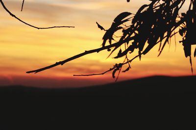 Close-up of silhouette plant against sky during sunset