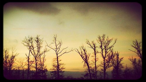 Bare trees against sky at sunset
