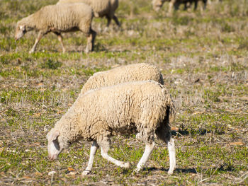 Close-up of sheep grazing in a field