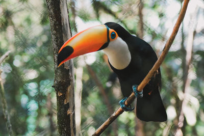 Bird perching on a branch