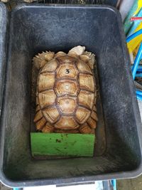 turtle