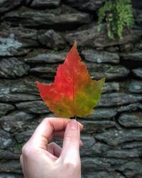 Cropped hand holding autumn leaf against stone wall