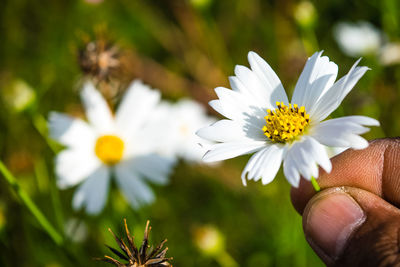 Close-up of hand holding white daisy flower