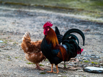 Close-up of rooster