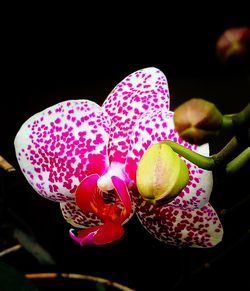 Close-up of flower over black background