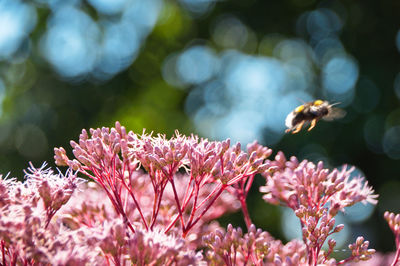 Close-up of bee pollinating on pink flower