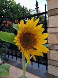 Close-up of sunflower blooming outdoors