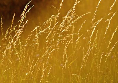 Close-up of crops growing on field at night